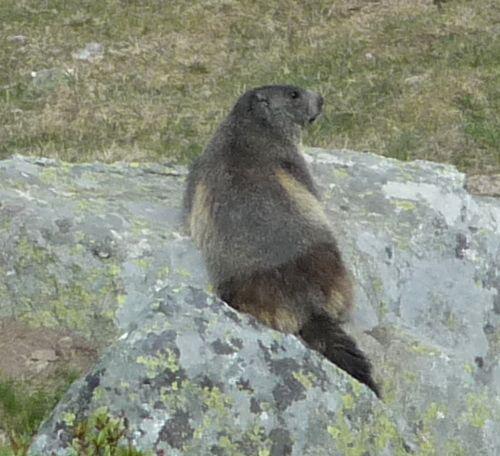 marmotte des Pyrénées