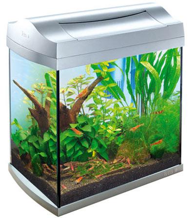 Crevettes-d-aquarium- La crevette d’aquarium