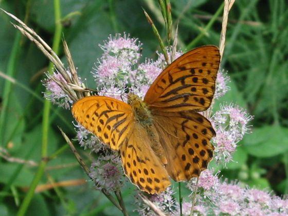 L'HUMEUR DE JUIN L'HUMEUR DE JUIN