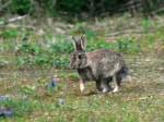 Obscurité (34) 99-lapin-de-garenne-004-2.jpg