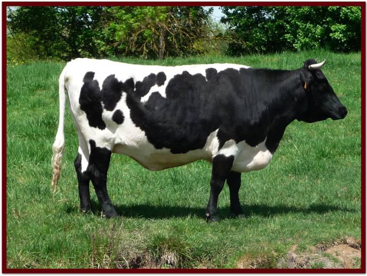 juin vache Une ville à vaches