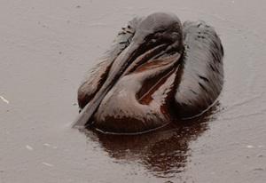 Marée noire : photographies de fin du monde