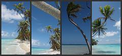 Picnik collage fakarava