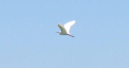 Héron gersois blanc comme neige. IMG_1151