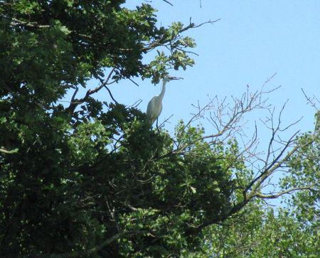 Héron gersois blanc comme neige. IMG_1152