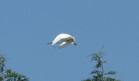 Héron gersois blanc comme neige. IMG_1154