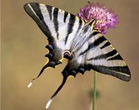 120 espèces de nos amis les papillons au Maroc
