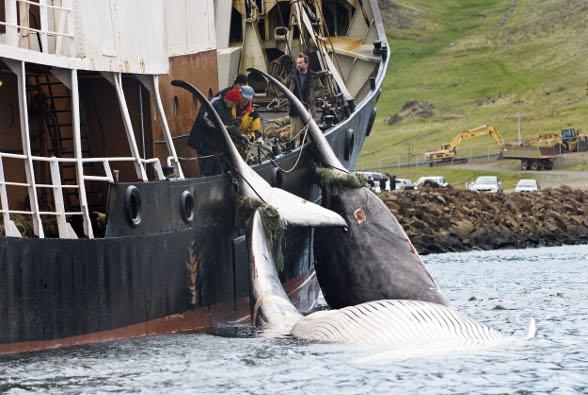 La Commission baleinière internationale toujours dans l’impasse