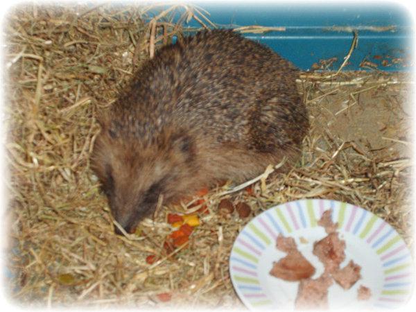 Un bien étrange nouveau pensionnaire !! pikpik2.jpg