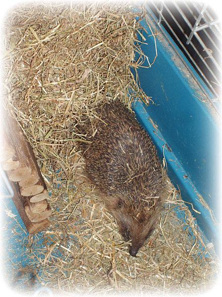 Un bien étrange nouveau pensionnaire !! pikpik3.jpg