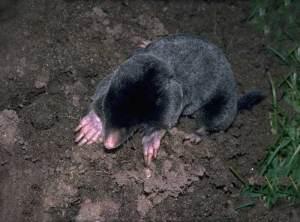 Taupe vocabulo'coq Le vocabulo’coq : taupe