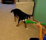 vidéo chien vuvuzela