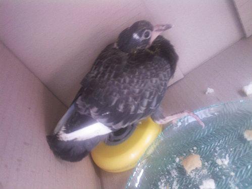 Devinette : qui est ce visiteur qui fait écho au thème de ma vitrine ? SP_A0077.jpg