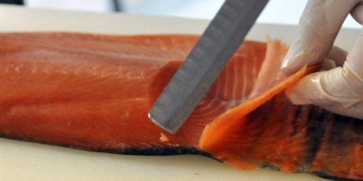 La FDA pourrait prochainement autoriser un saumon génétiquement modifié pour grandir deux fois plus vite que ses congénères ordinaires. 