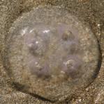 Des méduses s'échouent sur la côte havraise meduses le havre juin 2010 2.JPG