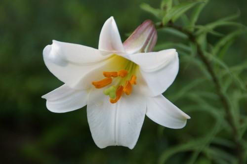 Sortir au Havre : les Jardins suspendus fleur.JPG