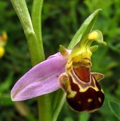 Ophrys apifera Ophrys apifera