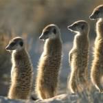 Ubuntu 10.10 Maverick Meerkat Alpha 2 disponible