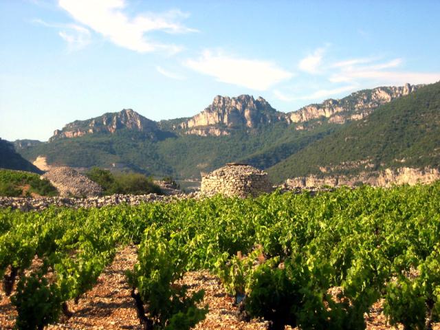 Les Terrasses du Larzac IMG 2180 coup de coeur Les Terrasses du Larzac : le nouvel Eldorado Languedocien !