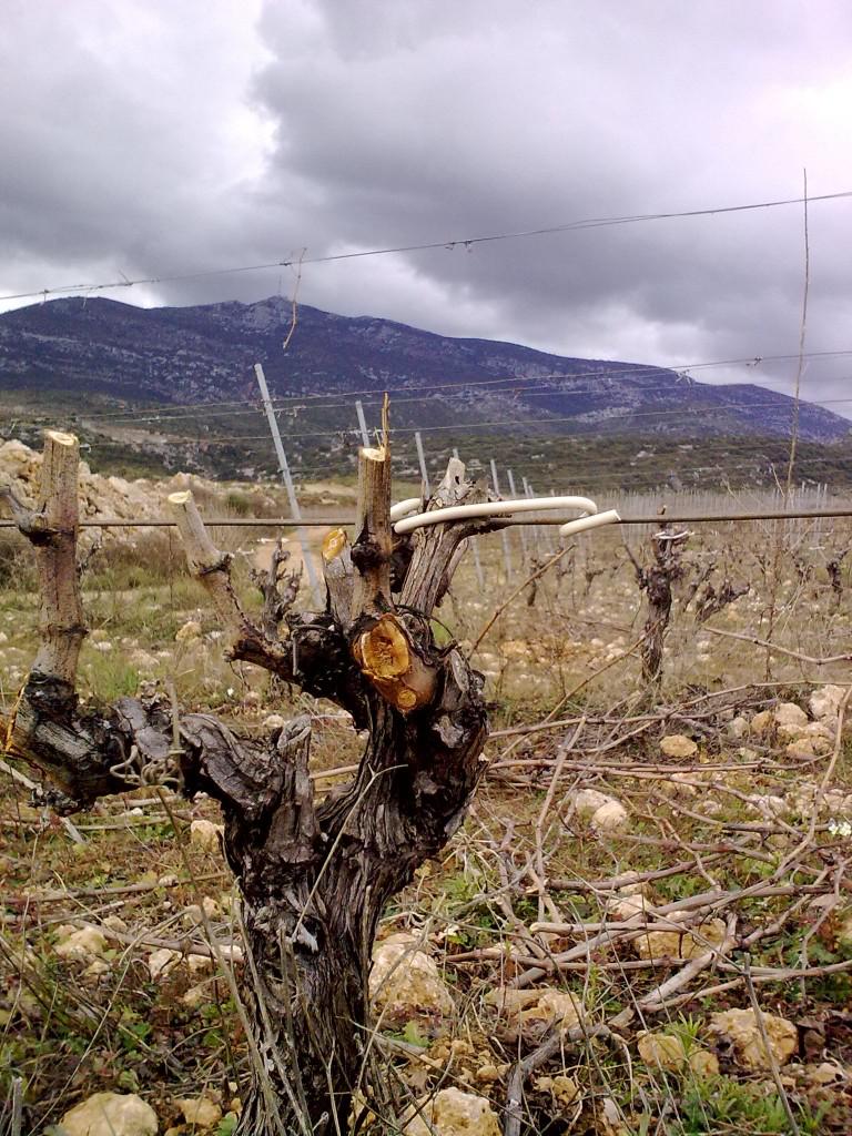 Vignes et Mont Baudile 21022010928 768x1024 coup de coeur Les Terrasses du Larzac : le nouvel Eldorado Languedocien !