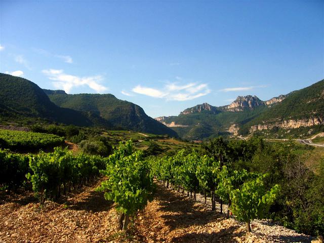 Vignes des Terrasses du Larzac IMG 2177 coup de coeur Les Terrasses du Larzac : le nouvel Eldorado Languedocien !