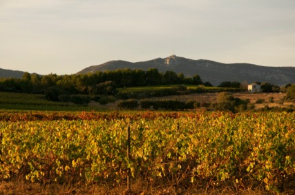 vignes et Mont Baudile TDL 2 coup de coeur Les Terrasses du Larzac : le nouvel Eldorado Languedocien !