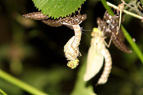 La naissance d'une libellule emergences 1 juil 2010 p 120.jpg