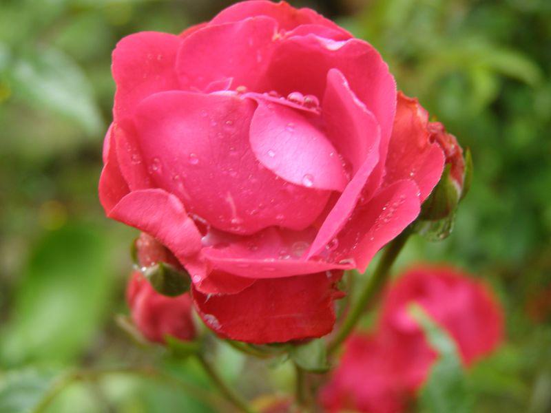 Censure morale sur une rose et par elle sur ses semblables (Soeur Juana Inès de la Cruz)