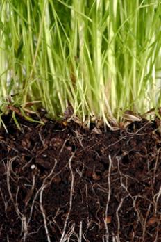 bonsol Quelques erreurs basiques à ne pas commettre en jardinage