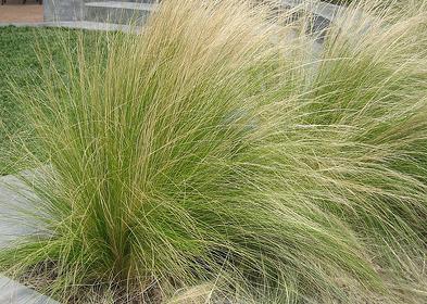 NassellaTenuissima Quelques erreurs basiques à ne pas commettre en jardinage