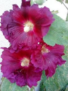 J'hallucine, mais pas toi... oui oui aujourd'hui c'est bien le 5ème message ! J'hallucine, mais pas toi... oui oui aujourd'hui c'est bien le 5ème message !