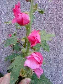 J'hallucine, mais pas toi... oui oui aujourd'hui c'est bien le 5ème message ! J'hallucine, mais pas toi... oui oui aujourd'hui c'est bien le 5ème message !