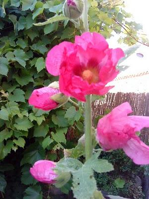 J'hallucine, mais pas toi... oui oui aujourd'hui c'est bien le 5ème message ! J'hallucine, mais pas toi... oui oui aujourd'hui c'est bien le 5ème message !