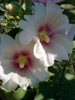 J'hallucine, mais pas toi... oui oui aujourd'hui c'est bien le 5ème message ! J'hallucine, mais pas toi... oui oui aujourd'hui c'est bien le 5ème message !