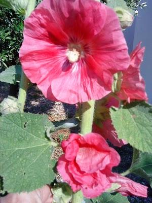 J'hallucine, mais pas toi... oui oui aujourd'hui c'est bien le 5ème message ! J'hallucine, mais pas toi... oui oui aujourd'hui c'est bien le 5ème message !