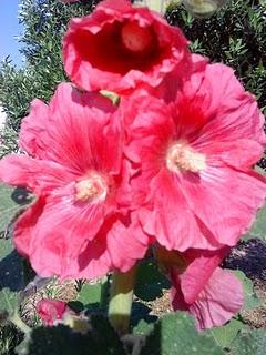 J'hallucine, mais pas toi... oui oui aujourd'hui c'est bien le 5ème message ! J'hallucine, mais pas toi... oui oui aujourd'hui c'est bien le 5ème message !