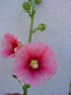 J'hallucine, mais pas toi... oui oui aujourd'hui c'est bien le 5ème message ! J'hallucine, mais pas toi... oui oui aujourd'hui c'est bien le 5ème message !