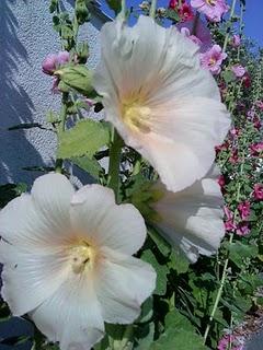 J'hallucine, mais pas toi... oui oui aujourd'hui c'est bien le 5ème message ! J'hallucine, mais pas toi... oui oui aujourd'hui c'est bien le 5ème message !