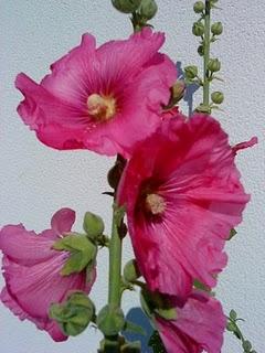 J'hallucine, mais pas toi... oui oui aujourd'hui c'est bien le 5ème message ! J'hallucine, mais pas toi... oui oui aujourd'hui c'est bien le 5ème message !