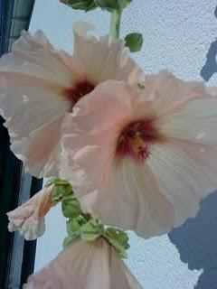 J'hallucine, mais pas toi... oui oui aujourd'hui c'est bien le 5ème message ! J'hallucine, mais pas toi... oui oui aujourd'hui c'est bien le 5ème message !