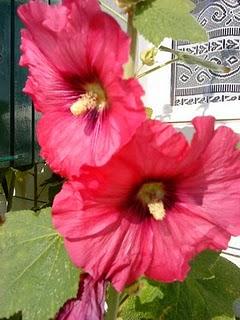 J'hallucine, mais pas toi... oui oui aujourd'hui c'est bien le 5ème message ! J'hallucine, mais pas toi... oui oui aujourd'hui c'est bien le 5ème message !