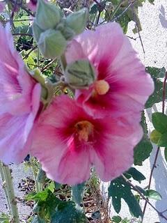 J'hallucine, mais pas toi... oui oui aujourd'hui c'est bien le 5ème message ! J'hallucine, mais pas toi... oui oui aujourd'hui c'est bien le 5ème message !