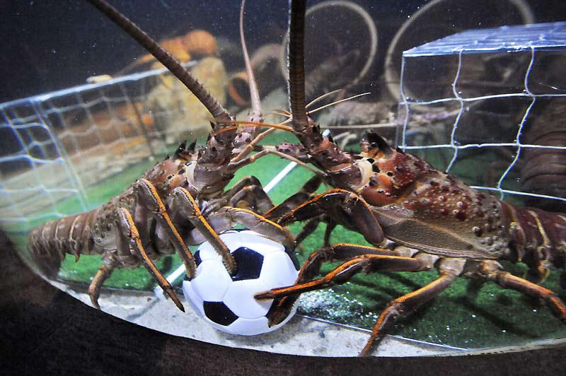 Image insolite de ces deux langoustines qui jouent au football dans un aquarium de Berlin, spécialement décoré à l’occasion de la Coupe du monde ! 