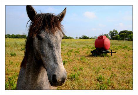 Le cheval et la citerne rouge IBA_2359.jpg
