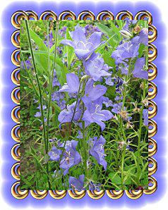 fleurs bleues du 09