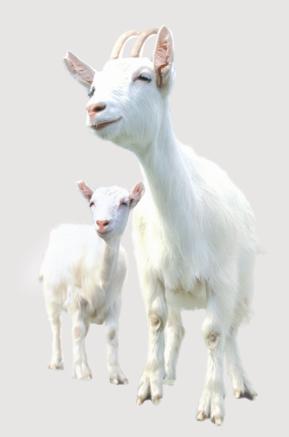 Le lait de chèvre, l’aliment pour la beauté intérieure et extérieure