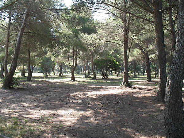 Pique-nique en famille 06 Juillet 2010 (18)