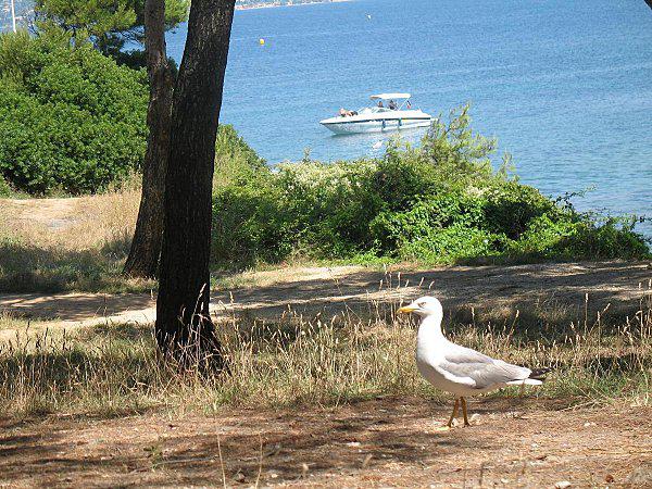 Pique-nique en famille 06 Juillet 2010 (88)
