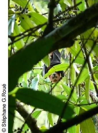 Biodiversité : la faune de la Réunion hautement menacée