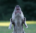 Obscurité (38) cn_hurl2.gif